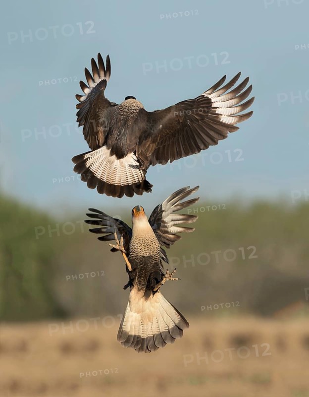 Northern Crested Caracara (Caracara cheriway) juveniles quarreling, Texas, USA
