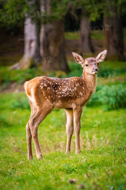 Young roe deer calf in the forest, Black Forest, Enzklösterle, Germany