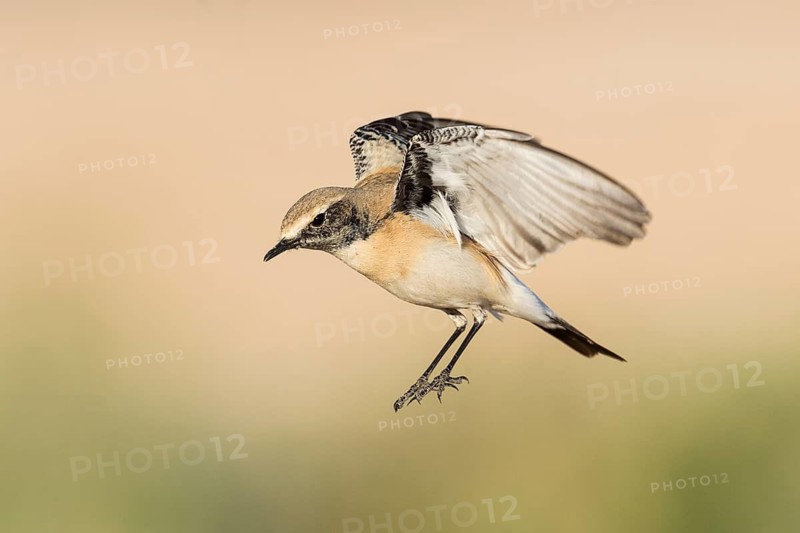 Desert Wheatear (Oenanthe deserti homochroa) Eilat, Israel
