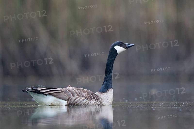 Canada Goose (Branta canadensis), North Rhine-Westphalia, Germany
