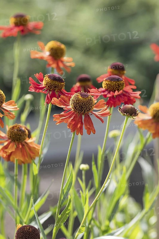 Sunflower (Helenium 'Moerheim Beauty'), BS Sämann, Germany