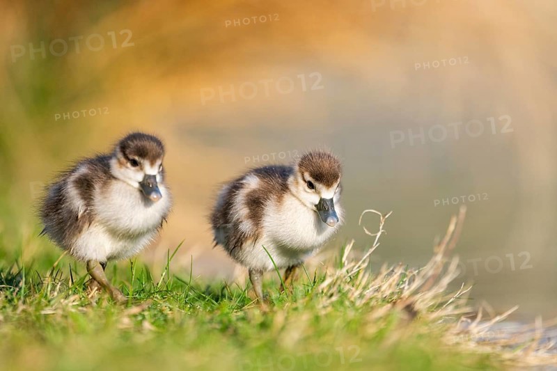 Egyptian goose (Alopochen aegyptiaca) cute chicks on a meadow at the shore of a lake, Bavaria, Germany