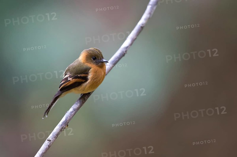 Cinnamon Flycatcher (Pyrrhomyias cinnamomeus pyrrhopterus) perched on a branch, Risaralda, Ecuador