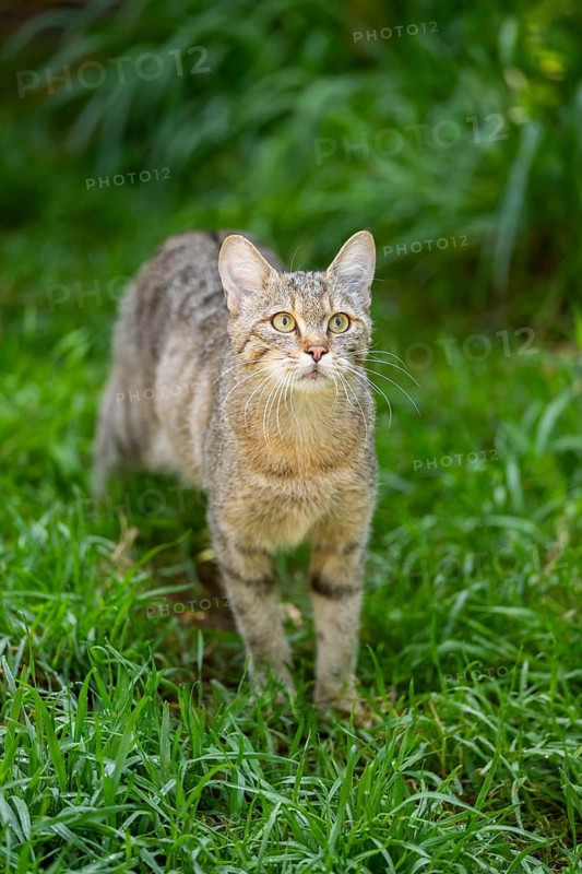European wildcat (Felis silvestris silvestris) on a meadow, Hesse, Germany