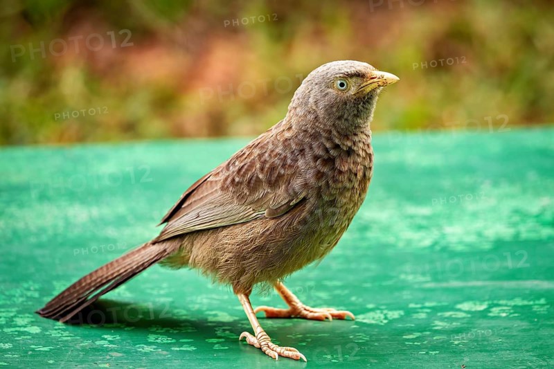 A bird stands alone on a green surface in a close-up, a Jungle Babbler at Sigiriya in Sri Lanka (Argya striata)