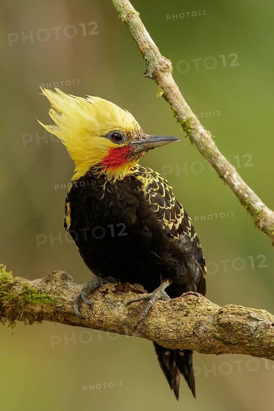 Blond-crested Woodpecker (Celeus flavescens) perched on a branch in the Atlantic Rainforest Region of Brazil