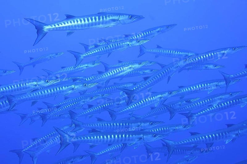 Darkfin barracuda (Sphyraena qenie)