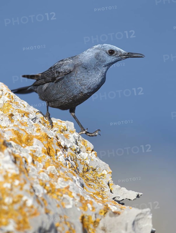 Blue Rock Thrush (Monticola solitarius) male perched on a rock, Mallorca, Spain