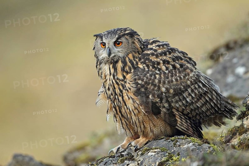 Eurasian Eagle-Owl (Bubo bubo), Baden-Wuerttemberg, Germany