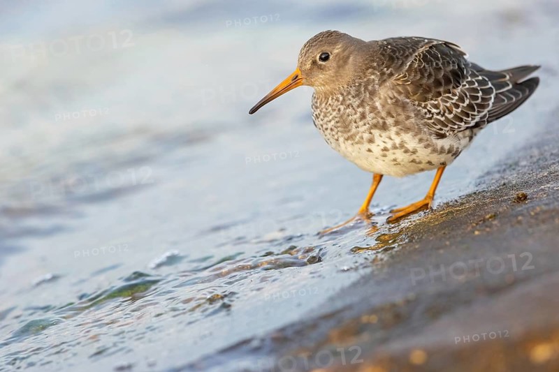 Purple sandpiper, (Calidris maritima), foraging on the beach, biotope, snipe family, Heligoland, Schleswig-Holstein, Germany