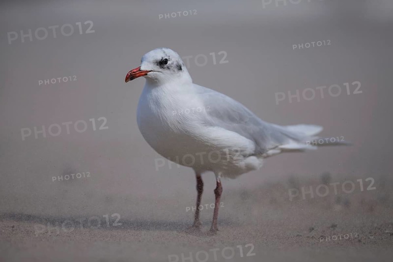 Mediterranean Gull (Ichthyaetus melanocephalus), Wales, United Kingdom