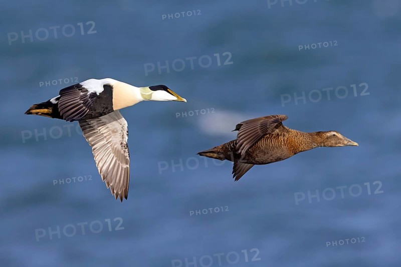 Common eider (Somateria mollissima), ducks, drake and female, pair, flight photo, side view, Longyearbyen, Svalbard Spitsbergen, Norway