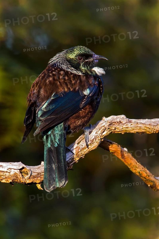 Tui (Prosthemadera novaeseelandiae), Stewart Island, New Zealand
