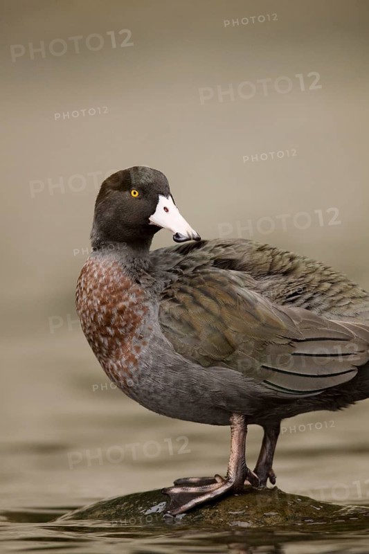 Blue Duck (Hymenolaimus malacorhynchos), New Zealand