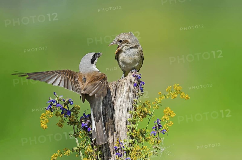 Red-backed Shrike (Lanius collurio) male feeding young, Aosta Valley, Italy