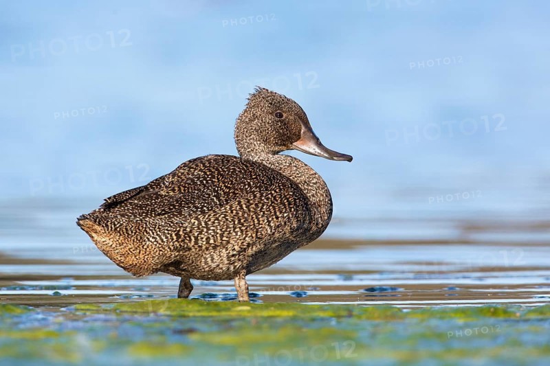 Freckled Duck (Stictonetta naevosa) male, Victoria, Australia