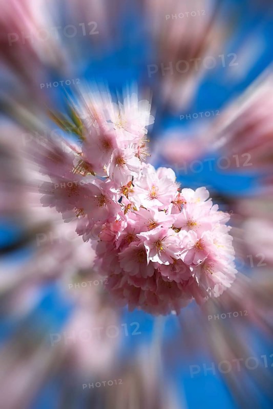 Japanese Cherry, Oriental Cherry, Japanese Cherry Tree, Japanese Blossom Cherry Tree (Prunus serrulata), zoom effect
