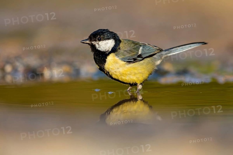 A Great Tit, (Parus major), takes a bath, Animals, Birds, Songbirds Lesvos, Greece
