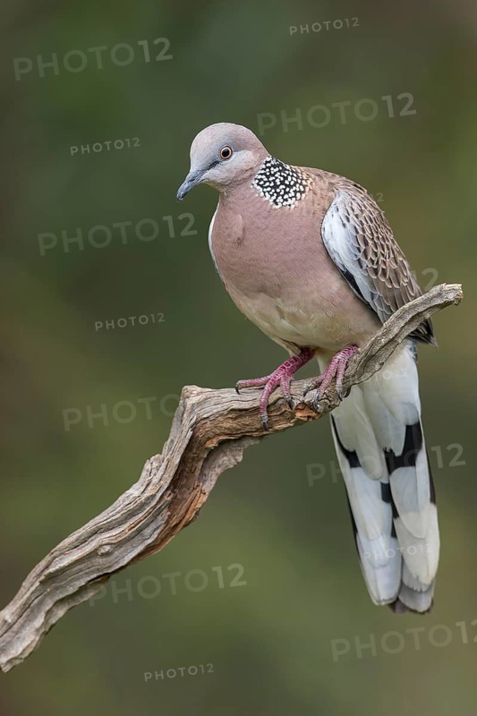 Spotted Dove (Spilopelia chinensis) perched on a branch in eastern Australia