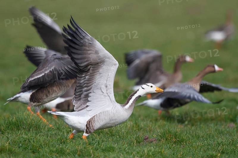 Bar-headed Goose & Greater White-fronted Goose (Anser indicus & Anser albifrons) flying, Netherlands