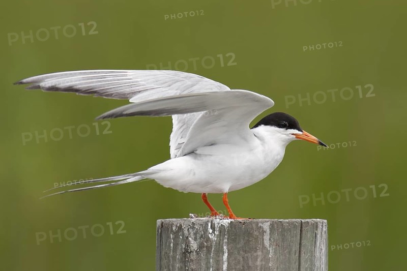 Forster's Tern (Sterna forsteri), Texas, USA