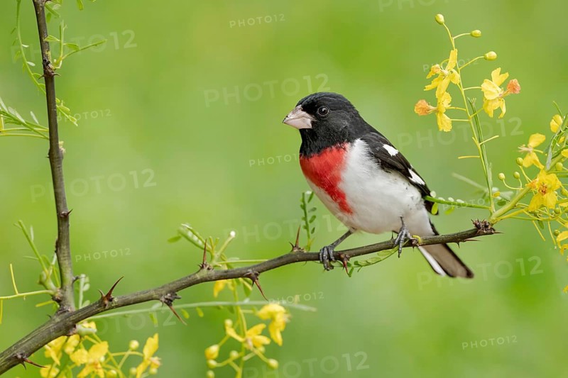 Rose-breasted Grosbeak (Pheucticus ludovicianus) male perched on a branch, Texas, USA