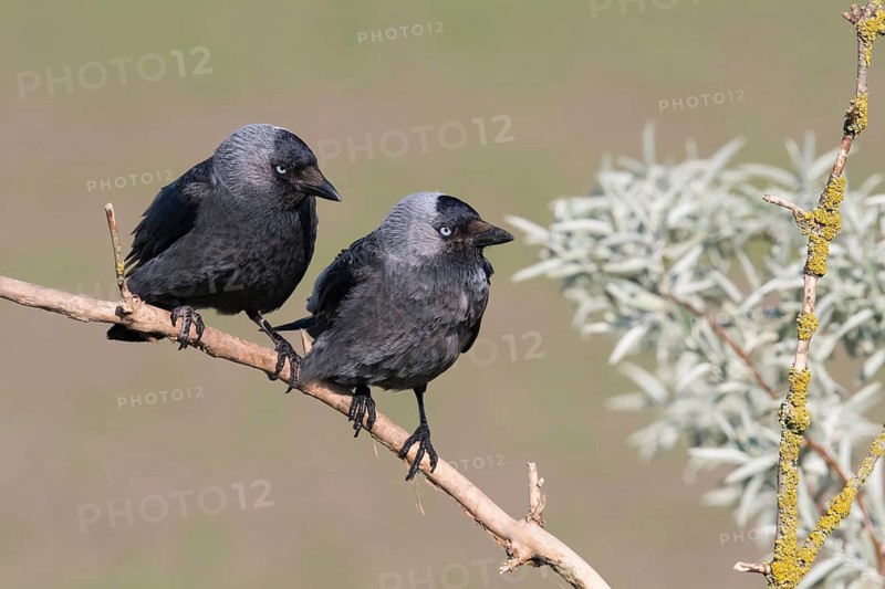 Western Jackdaw (Coloeus monedula) perched on a branch, Puszta, Hungary