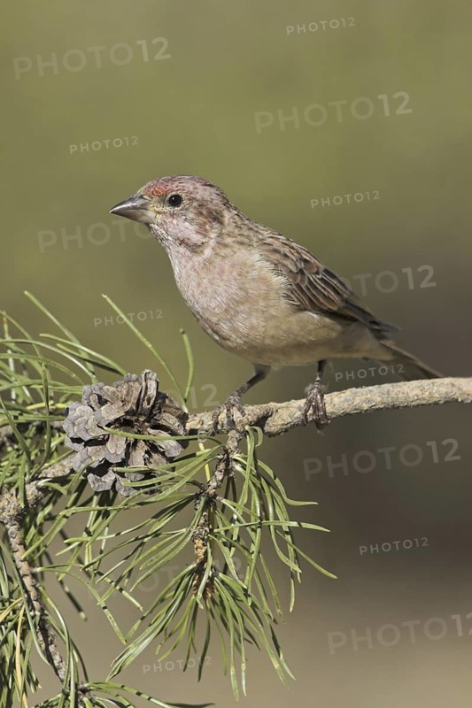 Cassin's Finch (Haemorhous cassinii), Oregon, USA