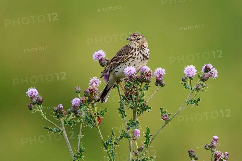 Meadow Pipit (Anthus pratensis) perched on thistle, North Rhine-Westphalia, Germany