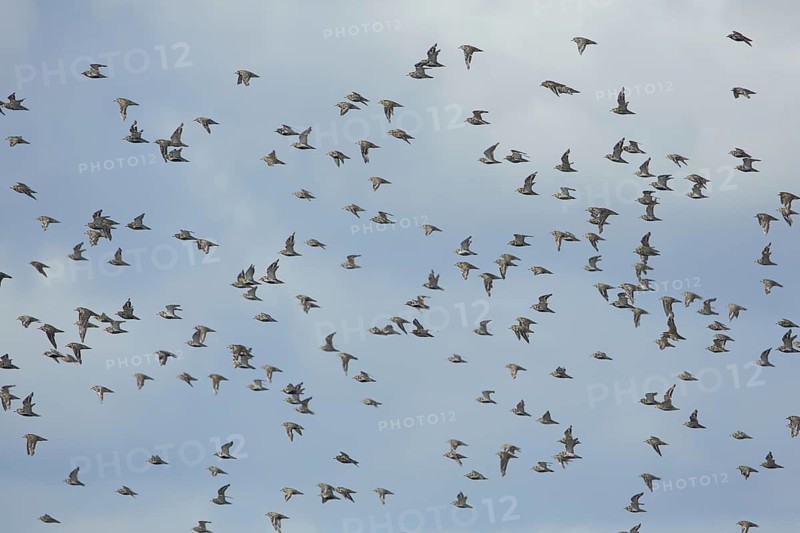 Flock of golden plovers (Pluvialis apricaria) in flight, bird migration, group, flock of birds, Zandkes, Dijmanshuizen, Texel, North Holland, Netherlands