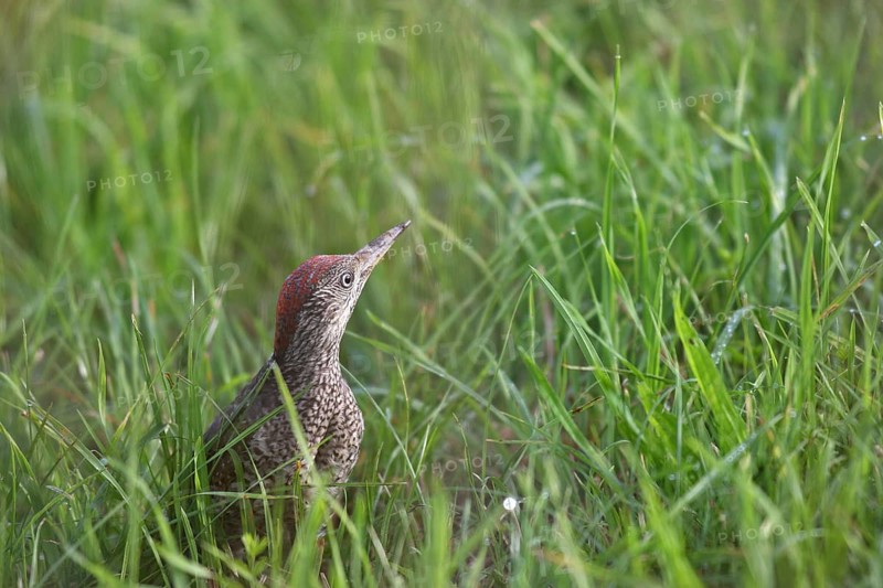 Green woodpecker (Picus viridis) fledgling secured in the meadow, Allgäu, Bavaria, Germany, Allgäu, Bavaria, Germany