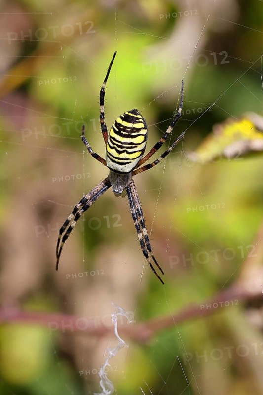 Wasp spider, zebra spider (Argiope bruennichi) on its web in a bramble bush in a vineyard, Cochem, Moselle, Rhineland-Palatinate, Germany