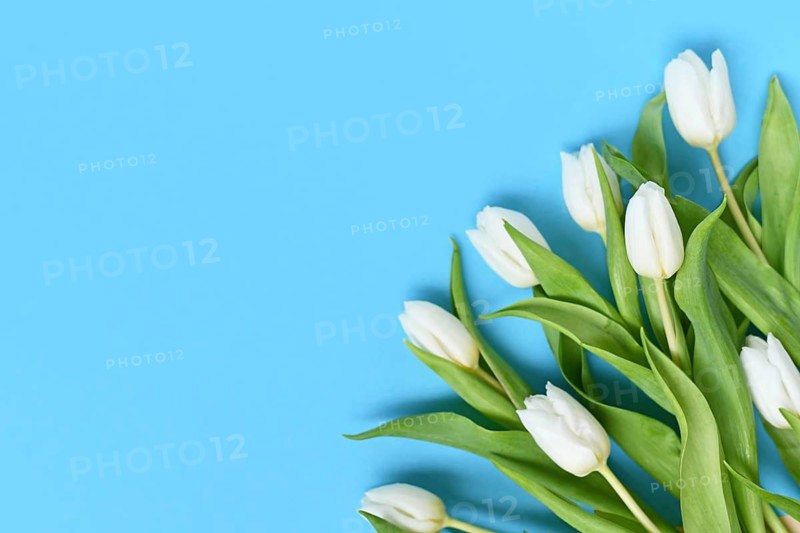 Bunch of white Tulip spring flowers on blue background with copy space