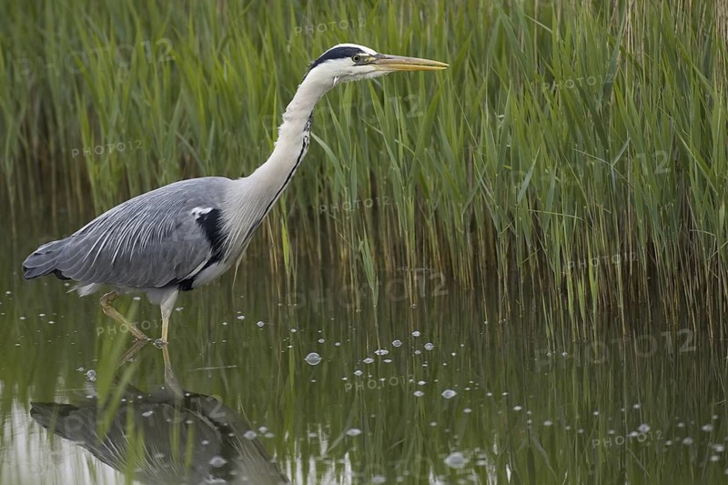 Grey Heron (Ardea cinerea), North Rhine-Westphalia, Germany