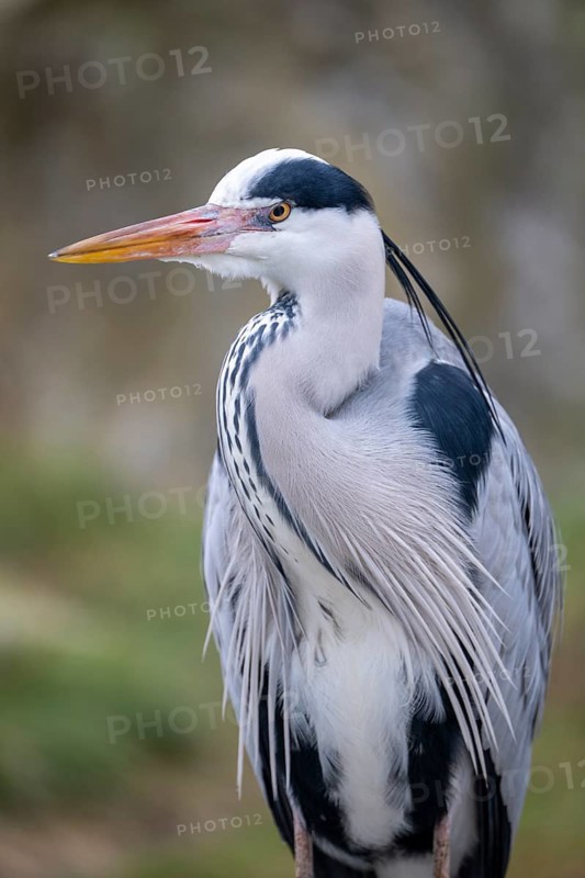 Grey heron (Ardea cinerea), portrait, Vienna, Austria