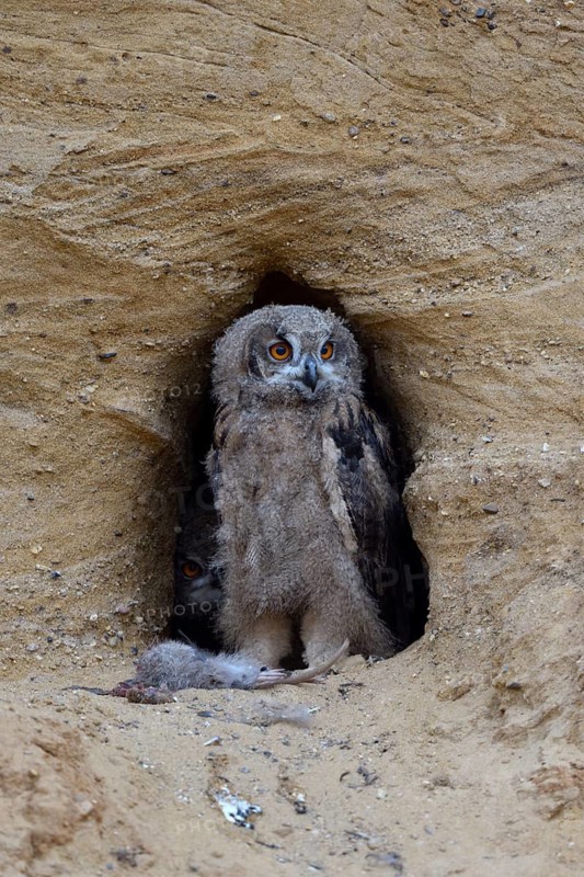 Eurasian Eagle-Owl (Bubo bubo) juvenile with food at breeding cavity, North Rhine-Westphalia, Germany