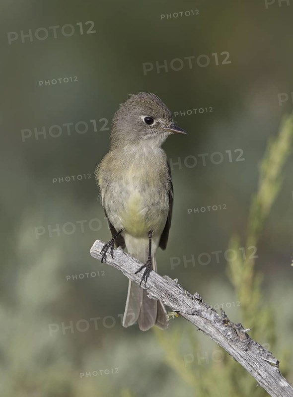 American Dusky Flycatcher (Empidonax oberholseri), USA