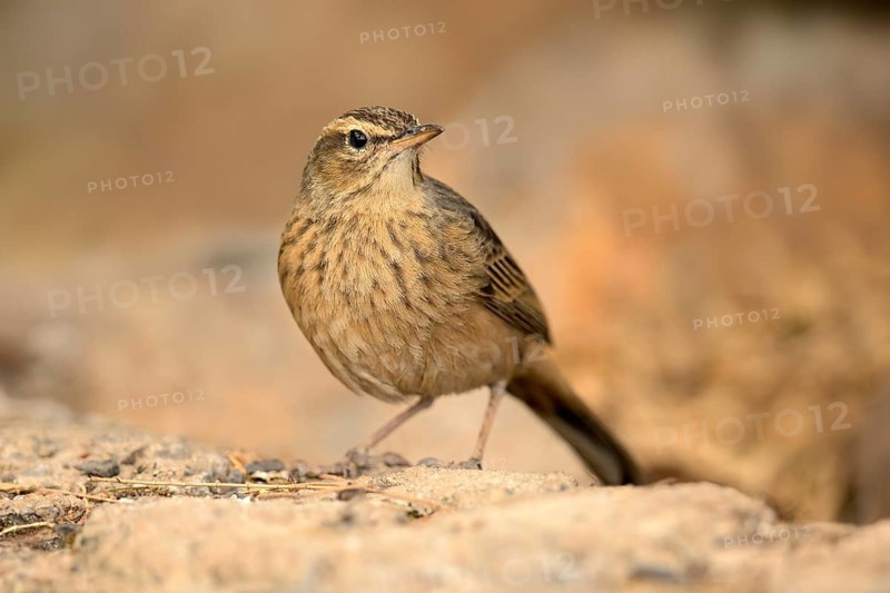 Long-billed Pipit (Anthus similis) perched on the ground, Amhara, Ethiopia