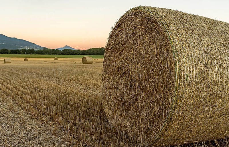 A large round hay bale sits prominently in a sunlit field during sunset in Geneva, Swiss. The golden tones accentuate the texture of the hay, with Mont Blanc mountain in the background