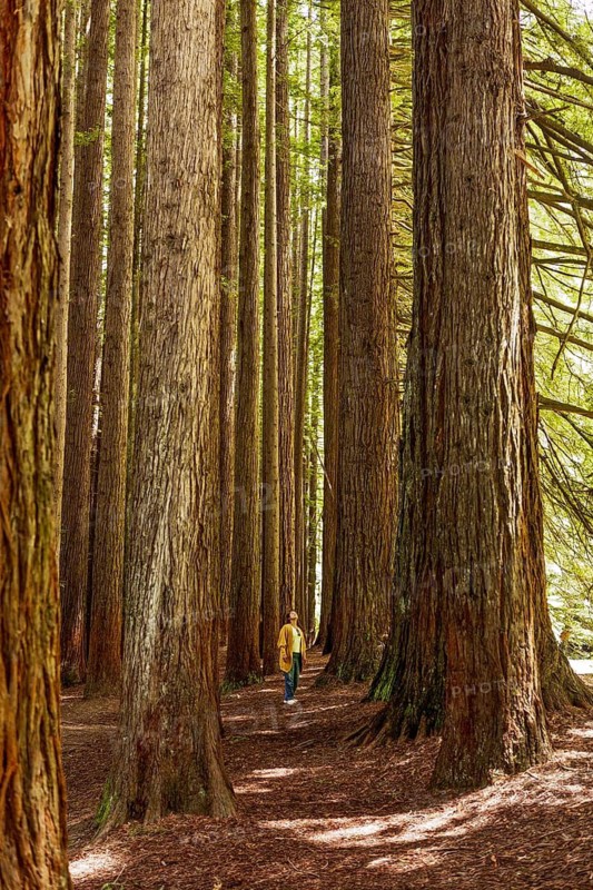 A woman walks through a redwood forest, surrounded by towering trees in the Great Ocean Road, Australia. Sunlight filters through the dense canopy, creating a peaceful and enchanting atmosphere