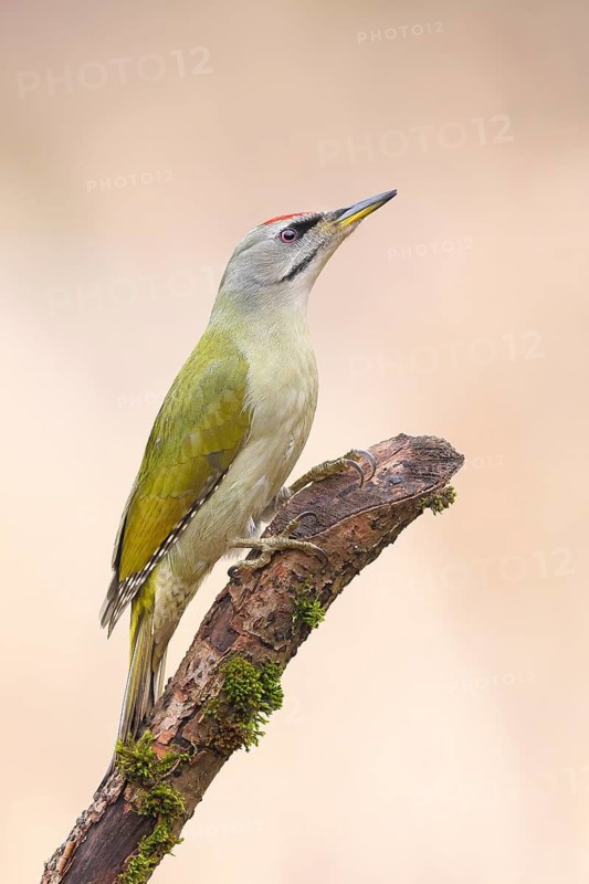 Grey-headed Woodpecker (Picus canus), male sitting on an old branch overgrown with moss, Wildlife, Animals, Birds, Woodpeckers, Siegerland, North Rhine-Westphalia, Germany