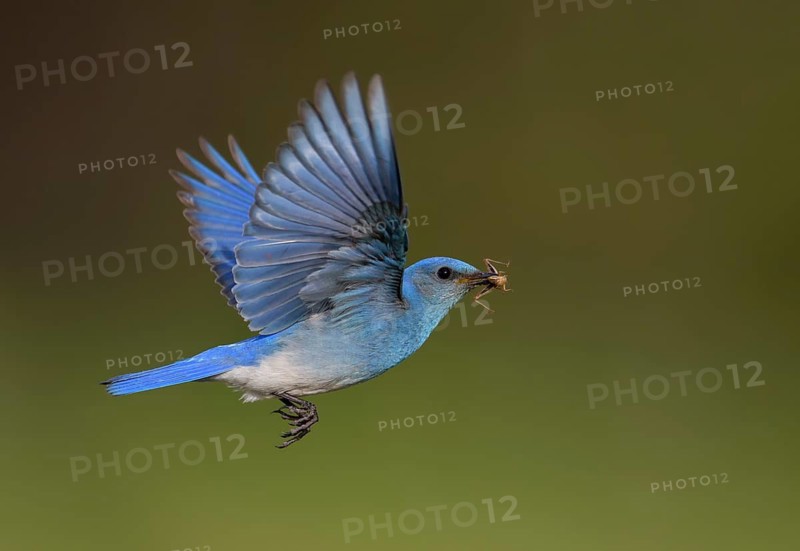 Mountain Bluebird (Sialia currucoides) male flying with food in beak, British Columbia, Canada