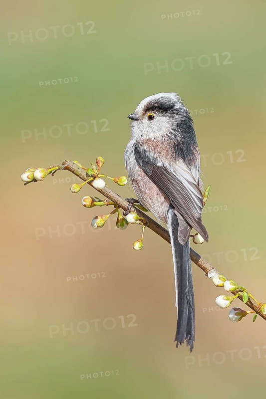 Long-tailed Tit (Aegithalos caudatus), sitting on a thin branch, spring, nature photography, wildlife, animals, birds, tits, Siegerland, North Rhine-Westphalia, Germany