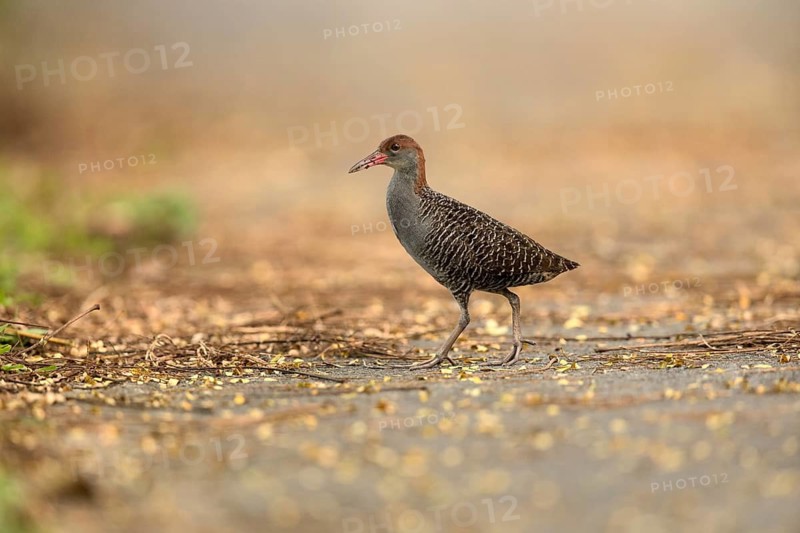 Slaty-breasted Wood Rail (Aramides saracura), Pahang, Malaysia