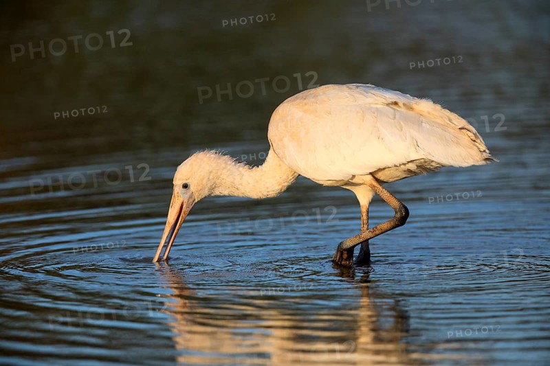 Yellow-billed Spoonbill (Platalea flavipes) foraging, Queensland, Australia