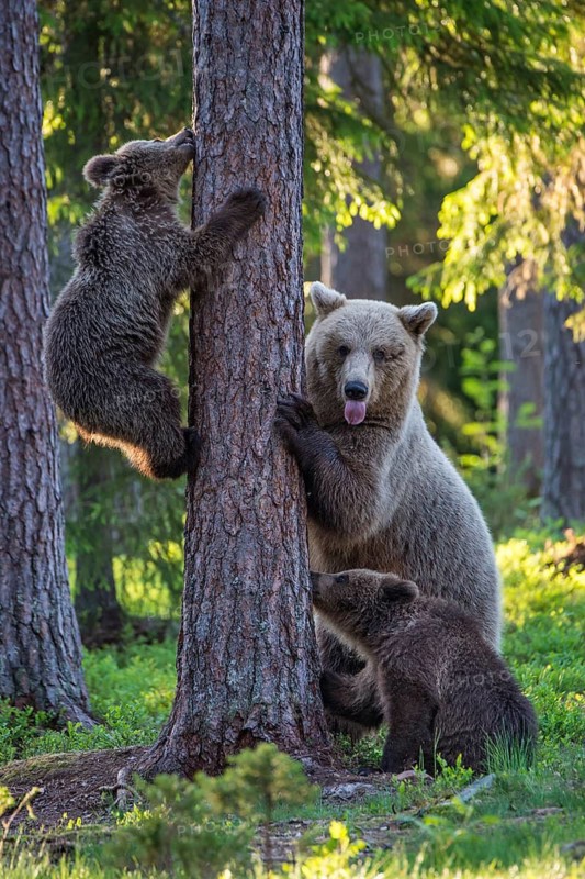 Eurasian Brown Bear (Ursus arctos) mother with cubs in forest, Finland