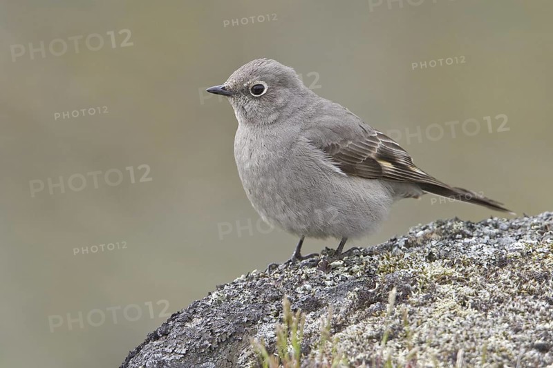 Townsend's Solitaire (Myadestes townsendi), British Columbia, Canada