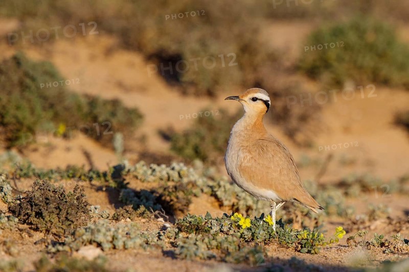 Cream-colored Courser (Cursorius cursor), Fuerteventura, Spain