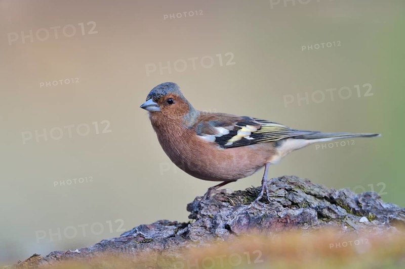 Common Chaffinch (Fringilla coelebs) male, North Rhine-Westphalia, Germany