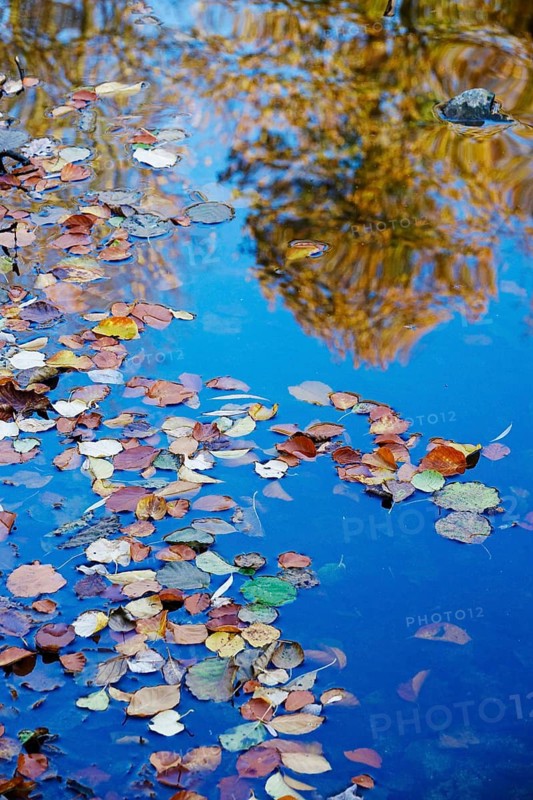 Autumn leaves and reflection, Autumn time, October, Germany